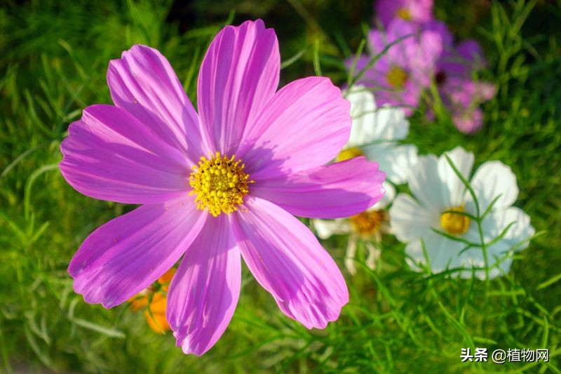 刚出来的波斯菊需要施肥吗,波斯菊不发芽是怎么回事