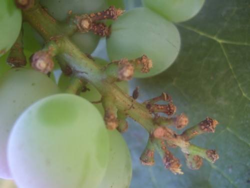 葡萄为什么落果用什么药,葡萄成熟期穗枯落果最佳解决方法