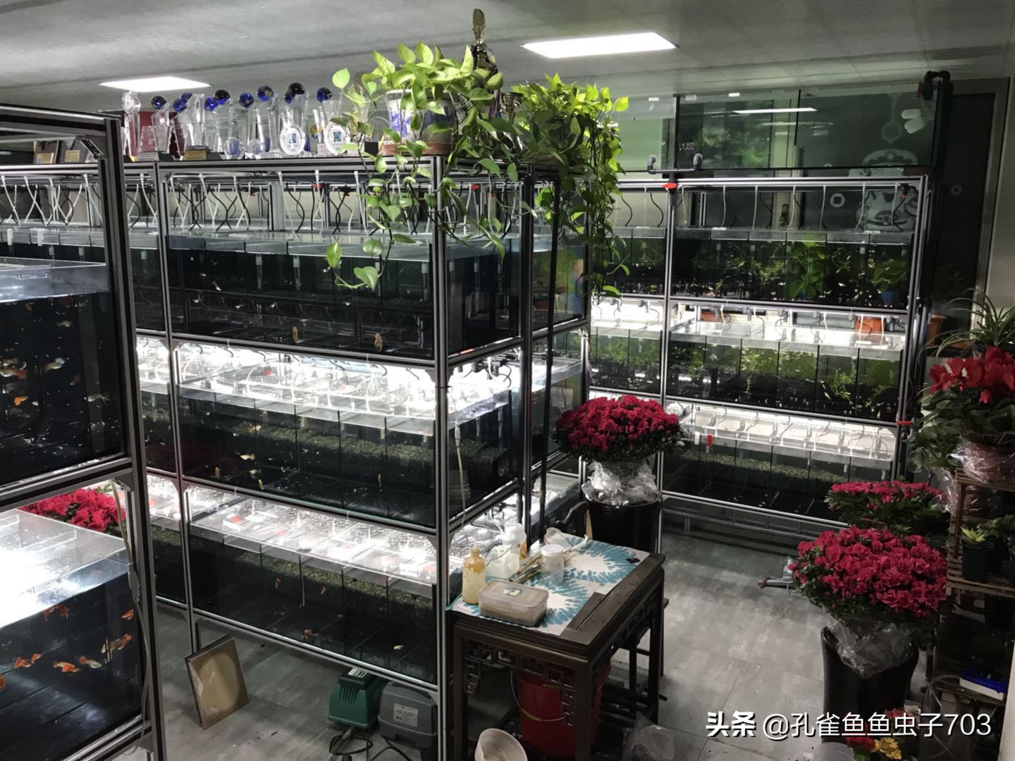 孔雀鱼喂食器原理图,孔雀鱼怀孕怎么喂食