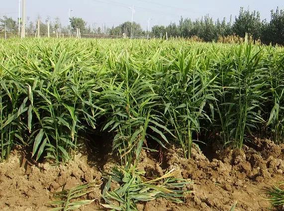 生姜施肥用硫酸钾还是硝酸钾好,七至八月份生姜怎样施肥管理