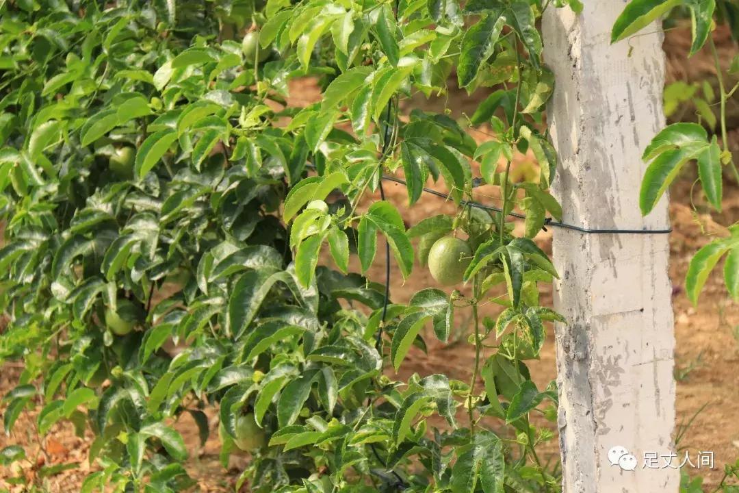 观澜版画村,观澜版画村生态艺术研学基地