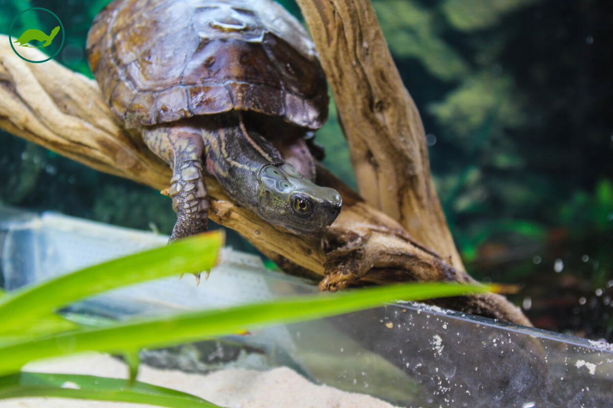 匠志萌宠乐园教学,匠志萌宠