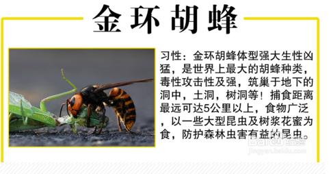 罗源县胡蜂,福州罗源胡蜂养殖基地