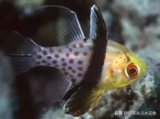 十大最好看的观赏鱼,观赏鱼100种形态