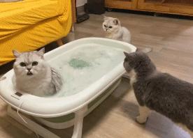 猫咪在床单上拉臭臭,猫咪上了厕所弄得家里很臭