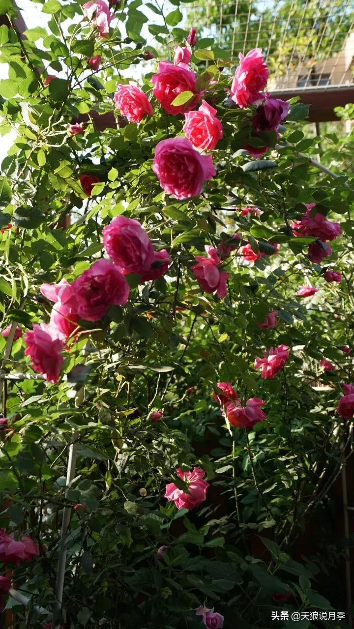 月季花是时候展现真正的技术了 (开春的第一波月季花就这么过去了)