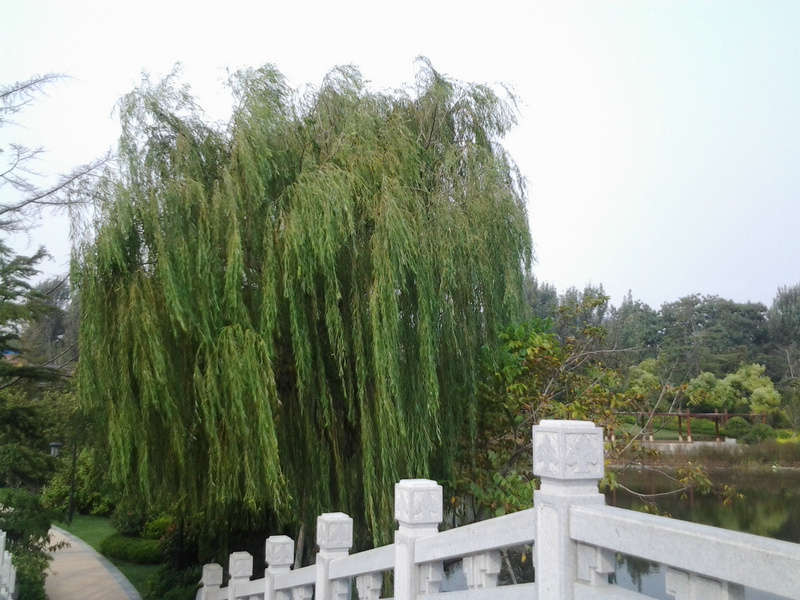 畅游公园视频,游清音公园