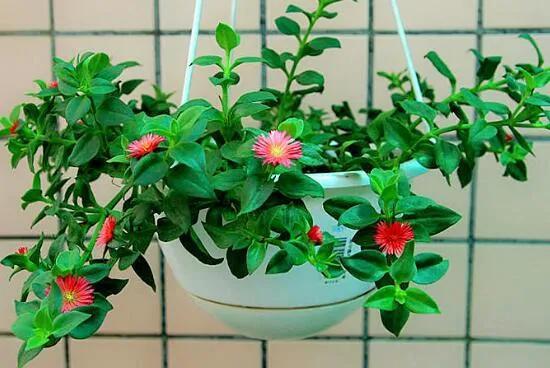 养花人养的花都有哪些,什么花养人又健康又好养