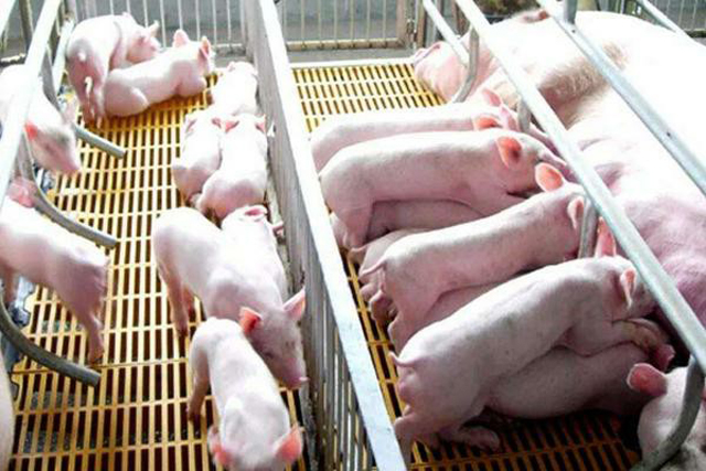 母猪下仔最快的方法,母猪产崽慢怎样解决