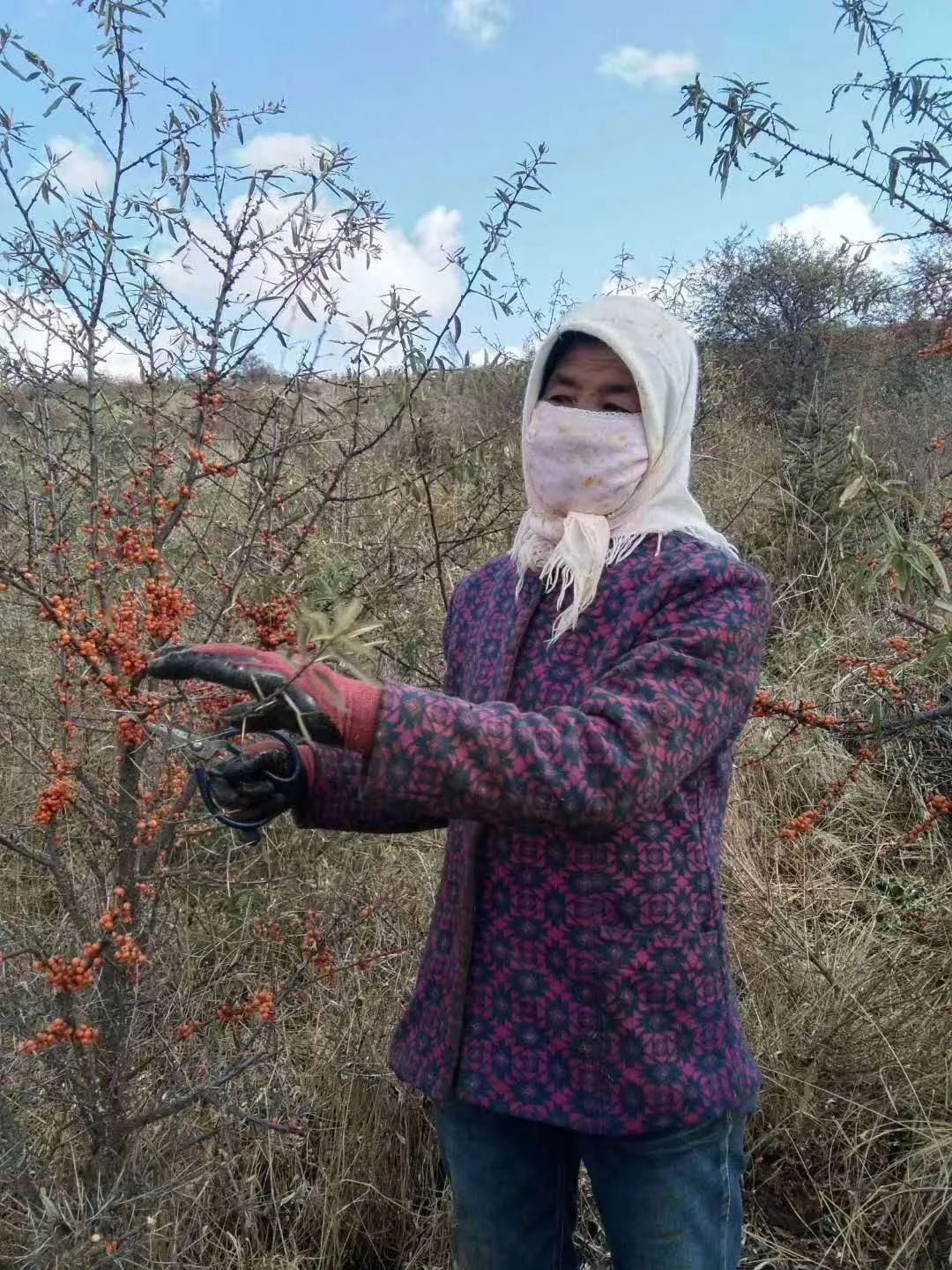 沙棘蚂蚁森林,沙棘洗面奶