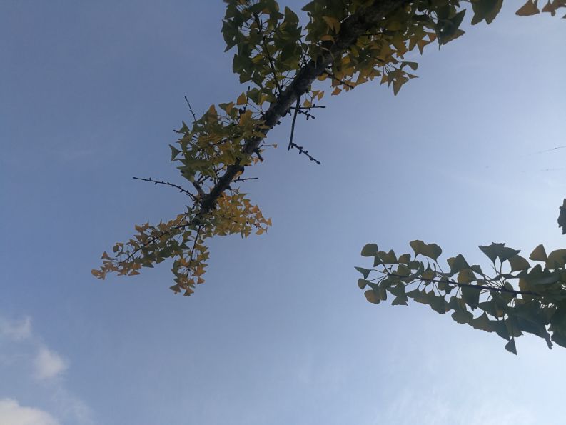 散文一缕墨香一丝牵挂,散文一朵丁香花