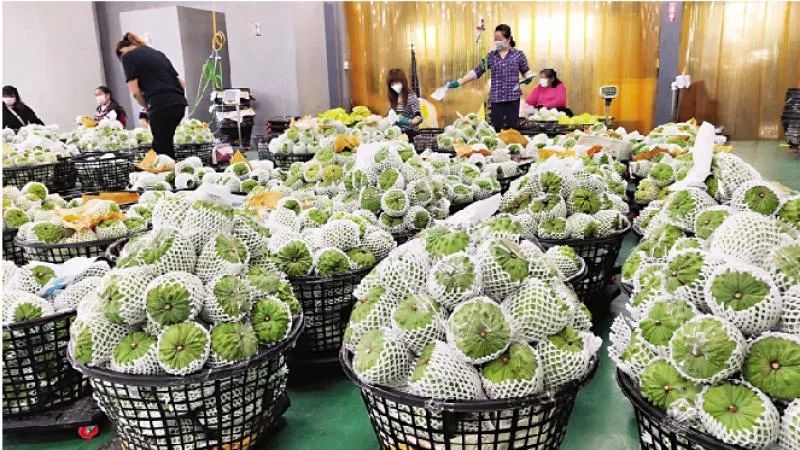 水果销陆,蔡英文妄想既享“抗中”红利又要大陆“让利”?