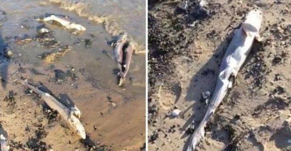 鱼翅的营养甚至不如鸡蛋，那吃它的人到底在吃啥？（菲李漫画）