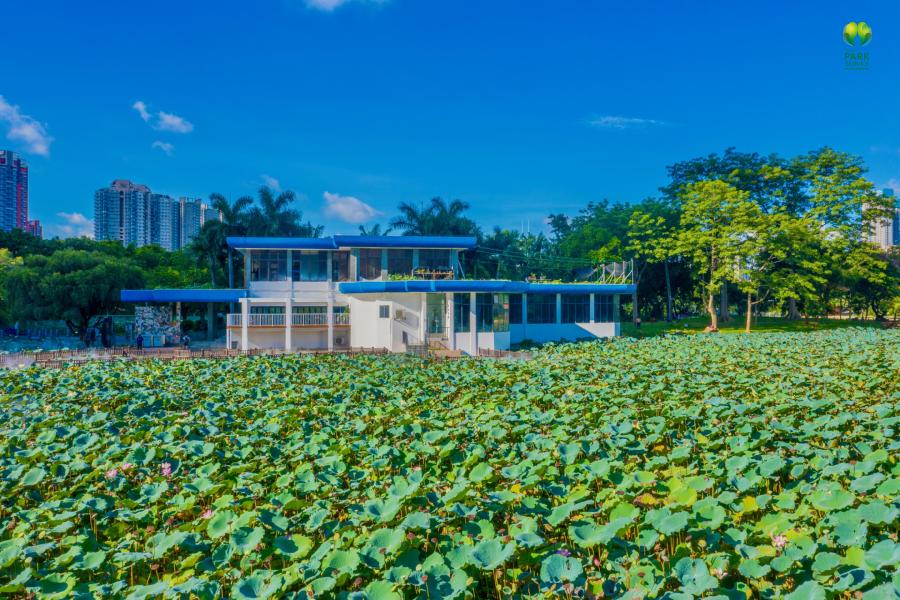 荷塘深处又添网红书院，深圳洪湖公园“荷·美空间”开门迎客