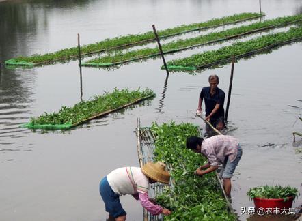 鱼塘里种空心菜可以净化水质吗,鱼塘种植空心菜