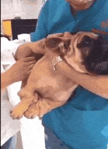 预防犬细小病毒的最好方法,犬细小病毒会传染给人吗