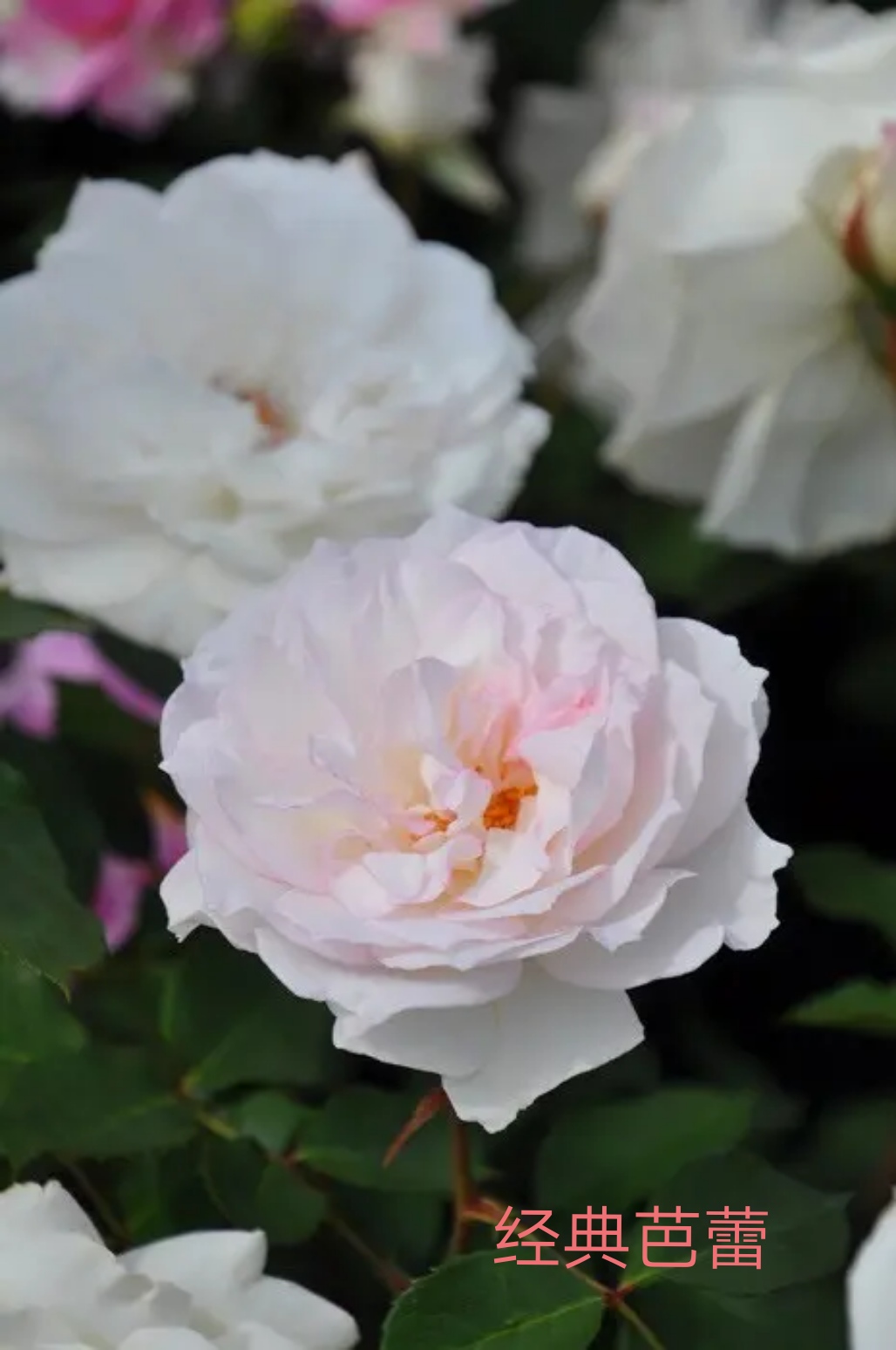 木村卓功推荐的月季,木村卓功月季