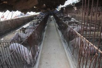 年后不想出去打工,如果返乡创业做点什么生意好