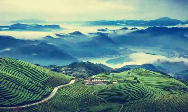 你知道的安吉白茶,有关福鼎白茶的资料