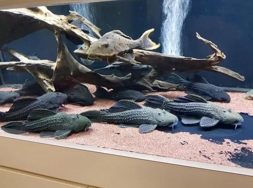 为什么异型鱼看到你会躲避,异型鱼出现问题的几个特征