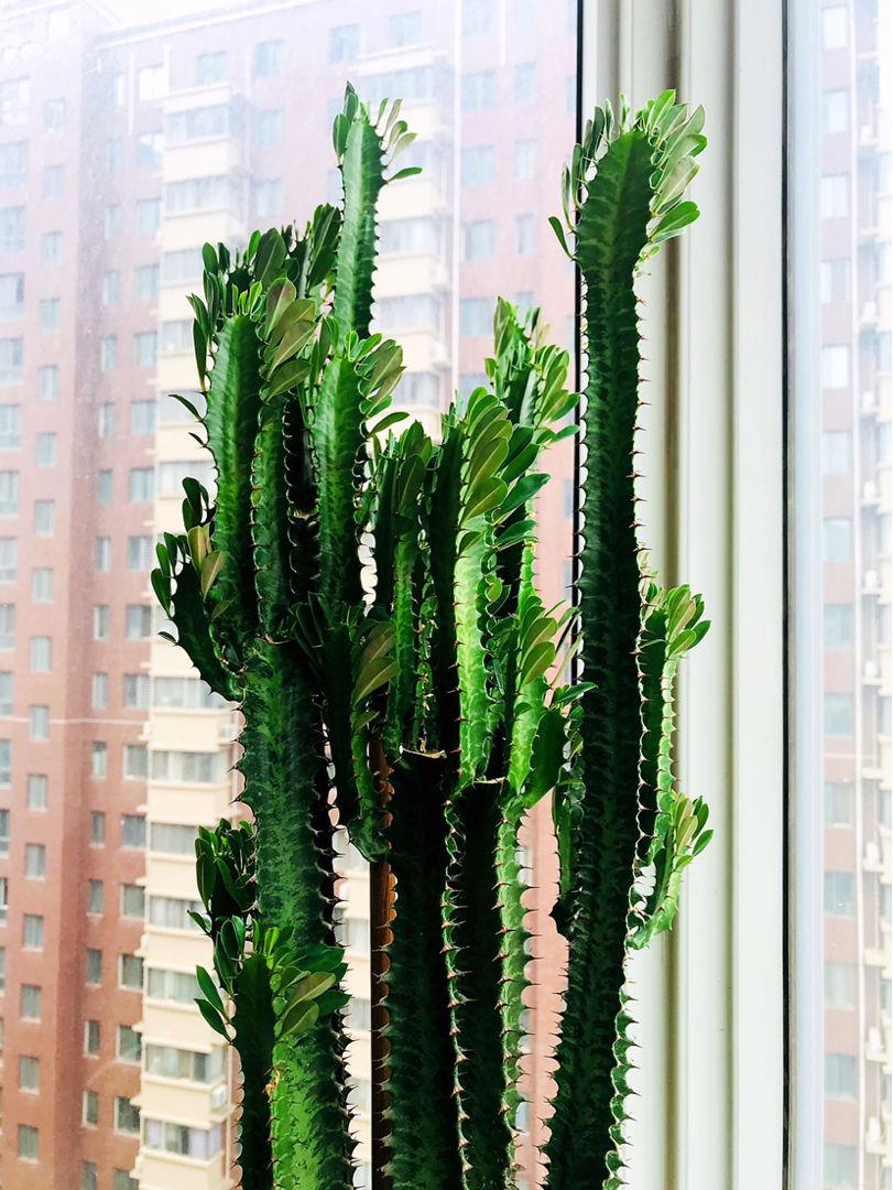 家里养的富贵花让你养几年才会开,客厅富贵花大全