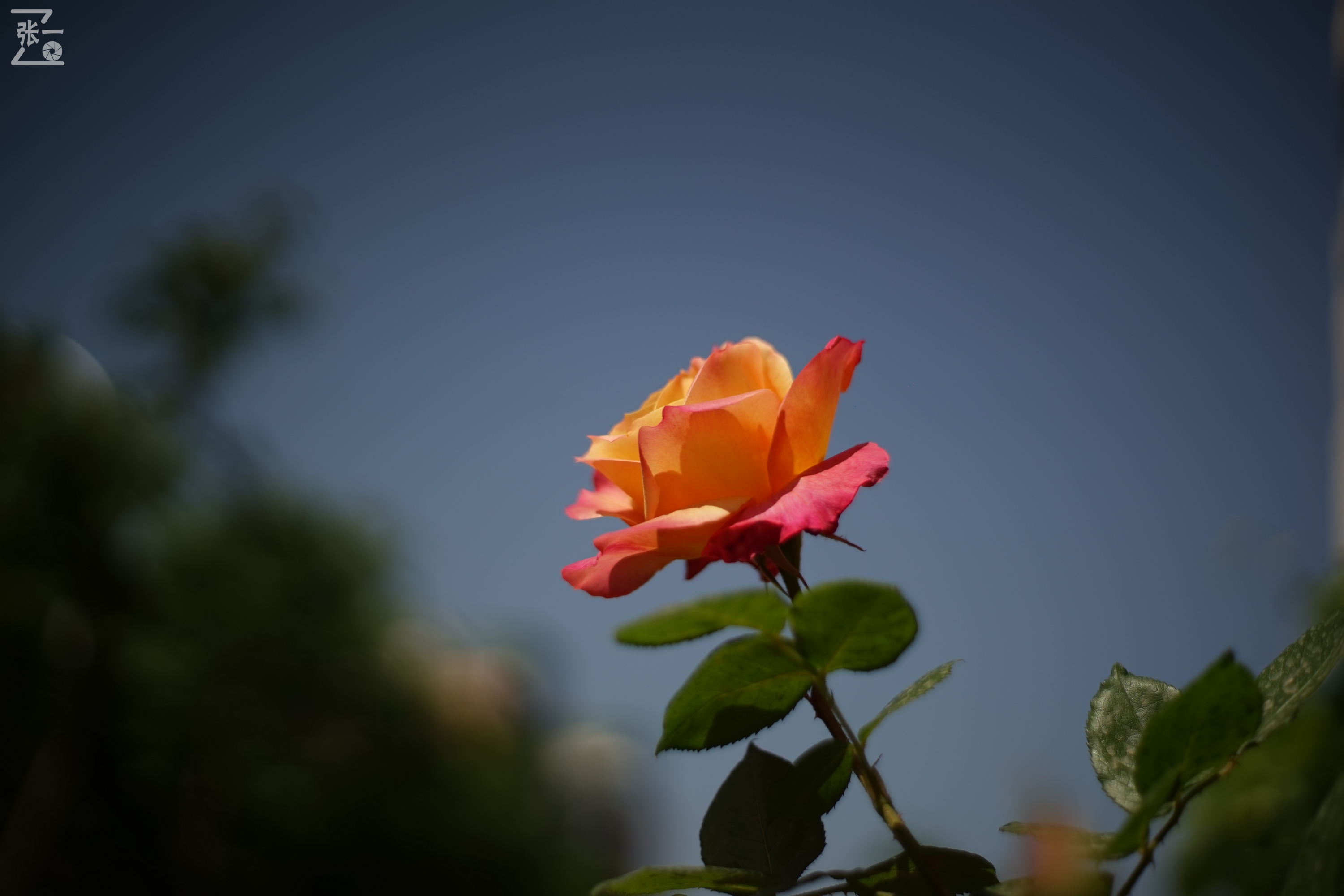 凤凰国产50mm镜头,凤凰索尼e口镜头