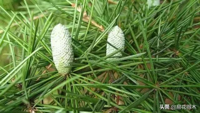 红豆杉和水杉有什么区别,红豆杉和水杉怎么辨别