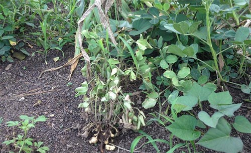 花生死苗怎么治疗最好,花生死棵是啥病