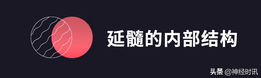 脑干解剖,脑干神经解剖