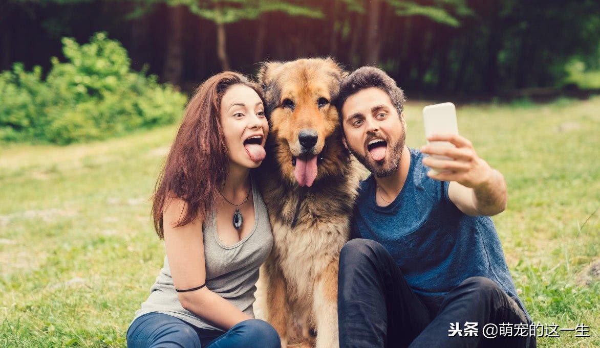 关于狗的秘密的纪录片,关于狗狗的7个秘密