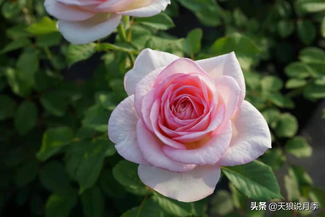 优雅女士月季花,奇葩月季品种图片