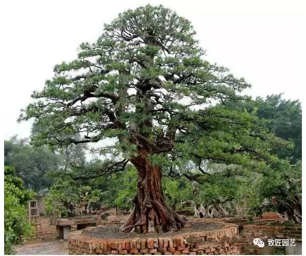 九款罕见名贵盆景懂行一眼就看上 (全世界最贵的100棵真柏盆景)
