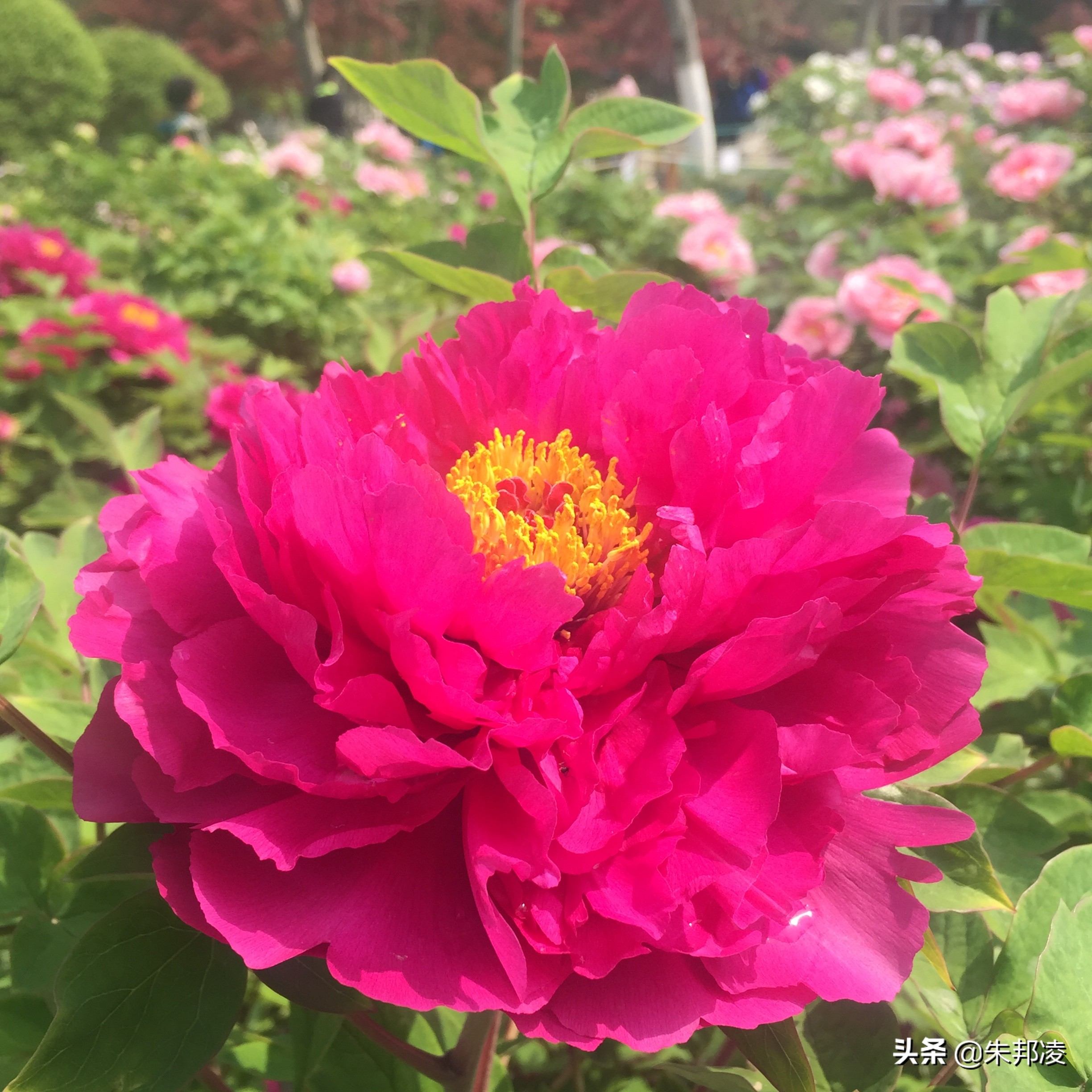 比什么都别和中信国安比有钱?如今负债1558亿,让债主别*债追**