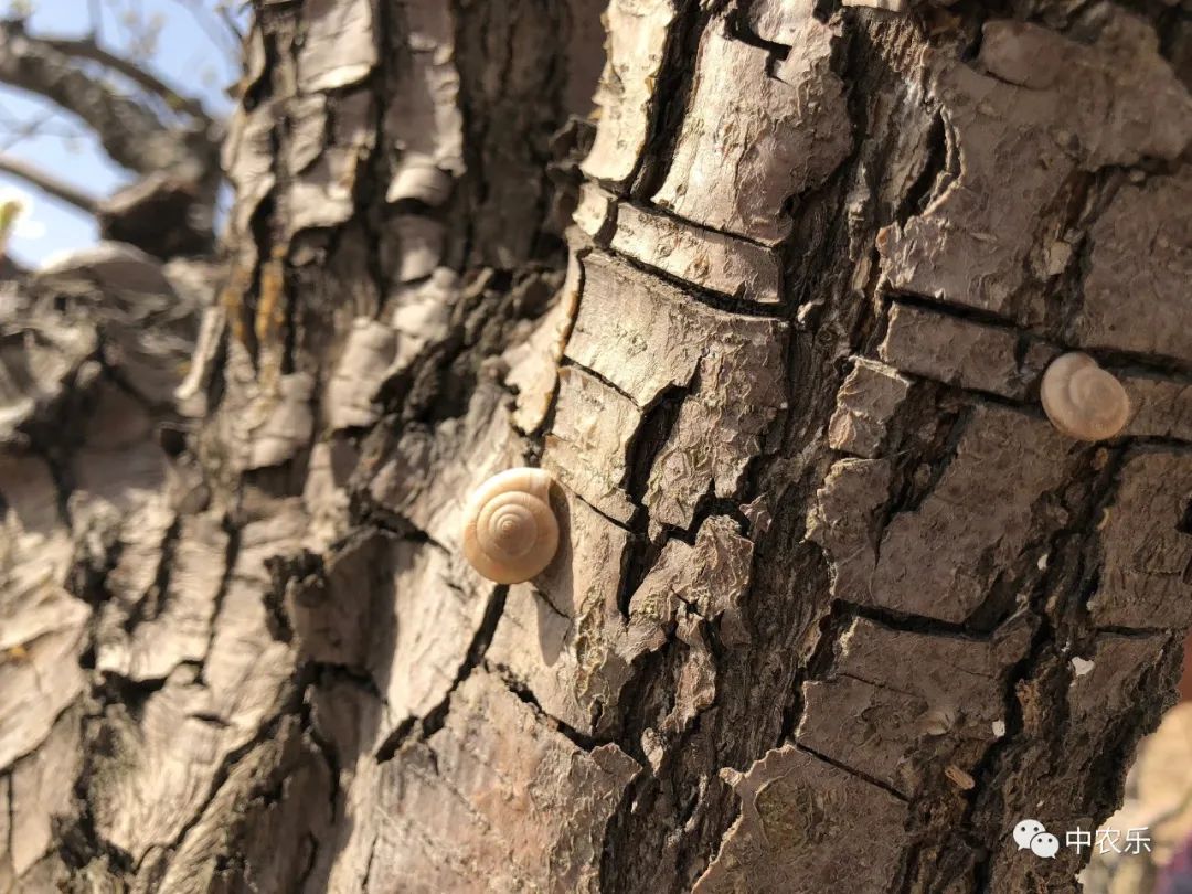 蜗牛怎样防治用什么药防治,蜗牛怎样防治有什么好办法