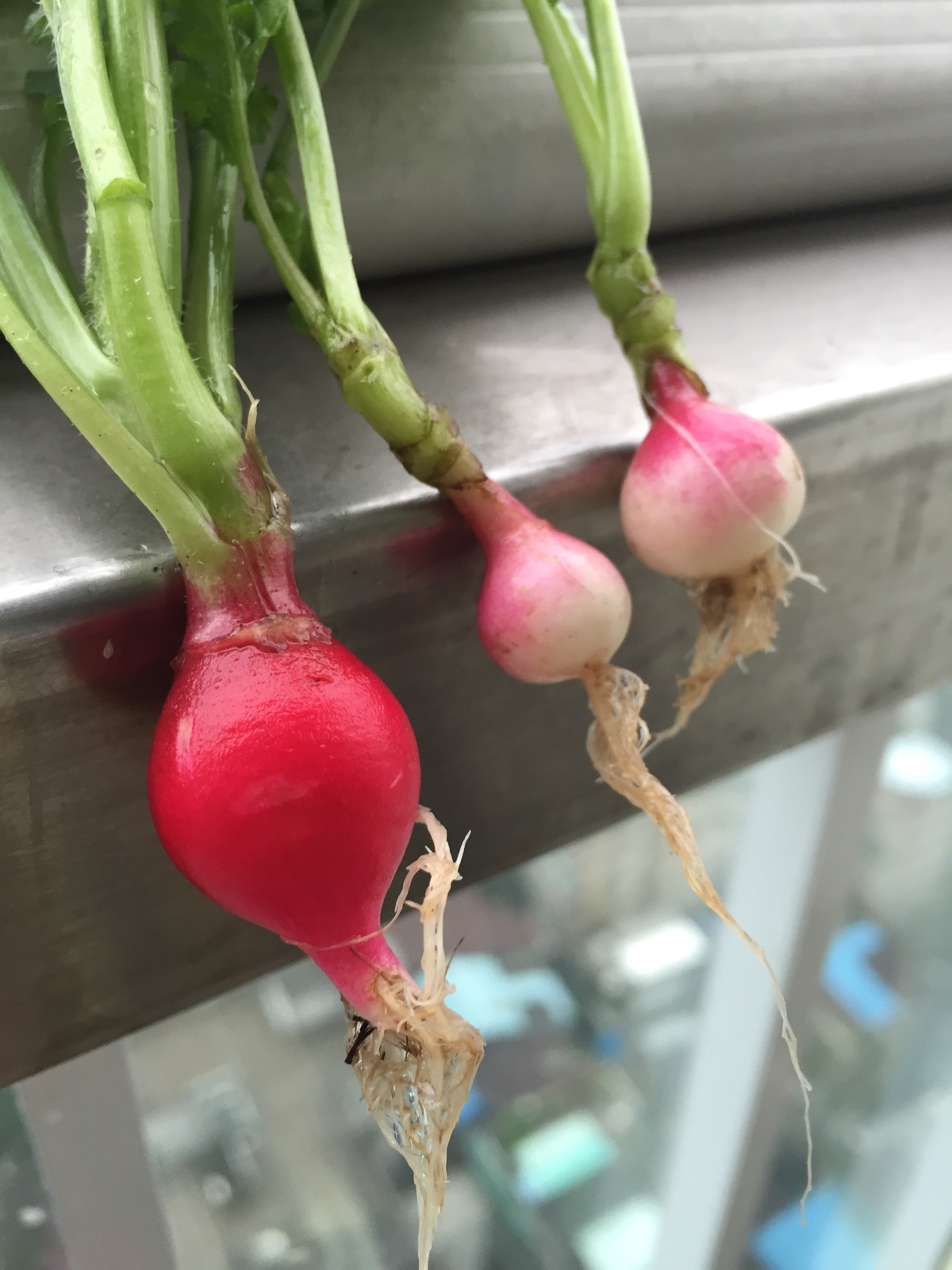 夏季山东地区可以吃的应季水果,山东应季水果推荐