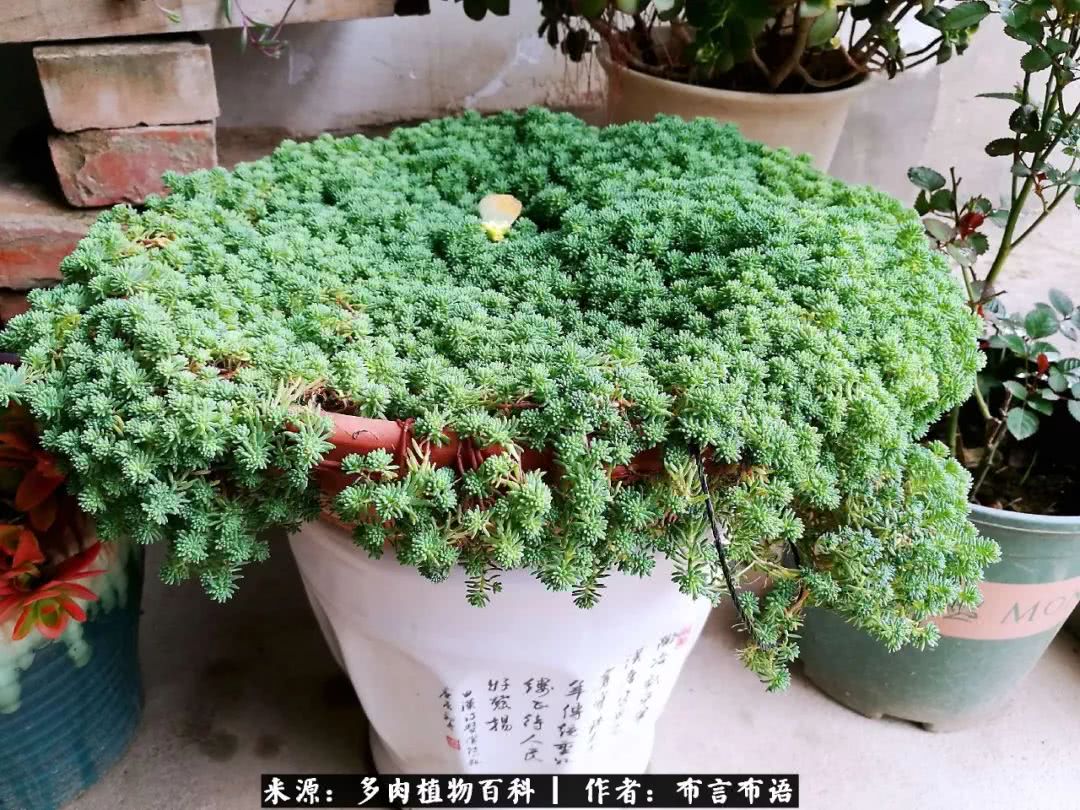 从多肉上感悟人生,多肉的真实生活感悟