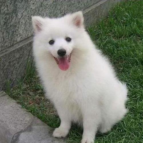 狗狗双排牙危害,狗狗的双排牙有必要拔掉吗