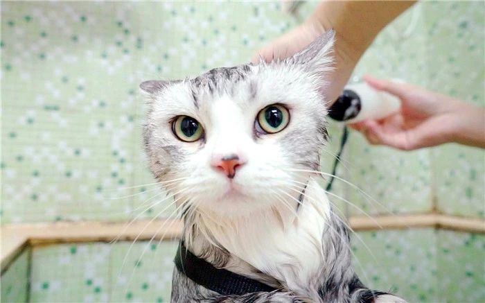 猫咪洗澡容易应激要不要洗澡,猫咪洗澡的时候跟铲屎官说明什么