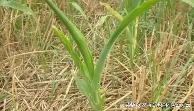 目前最好的除草剂成分有哪些,常用除草剂简介汇总