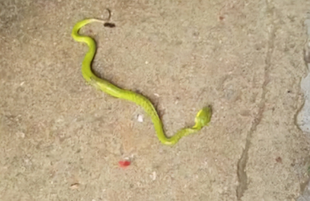 被竹叶青毒蛇咬了严重吗,小孩被竹叶青蛇咬伤