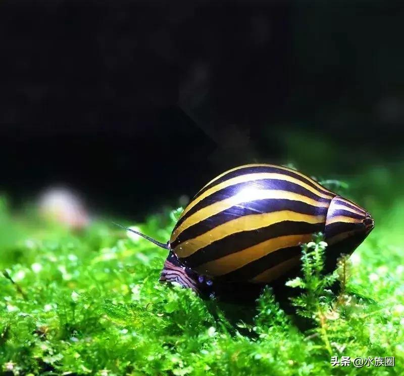 斑马螺和军帽螺,黑金刚螺和斑马螺