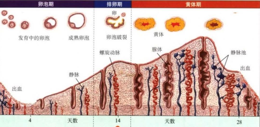 乳腺癌术后内膜增厚治疗,乳腺癌绝经子宫内膜增厚6mm要紧吗