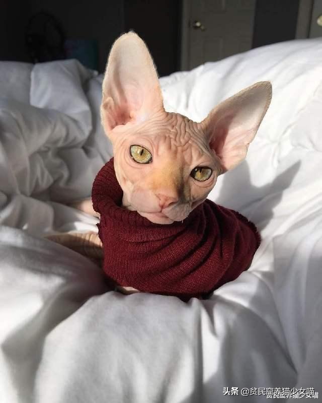 击破谣言，关于无毛猫的那些传言，有好几条都是人类想当然