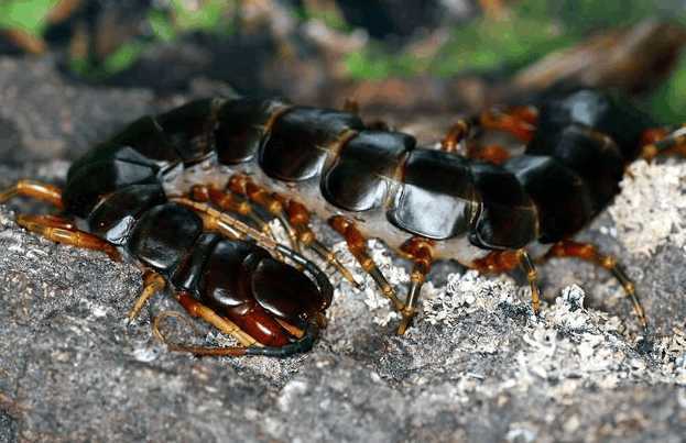 世界上最毒的蜈蚣排行,毒蜈蚣十大排行榜