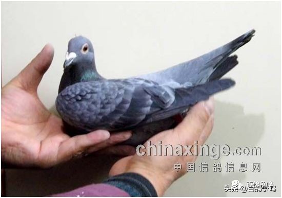 胡刚讲解雌鸽育种视频,胡刚说鸽骨体型视频
