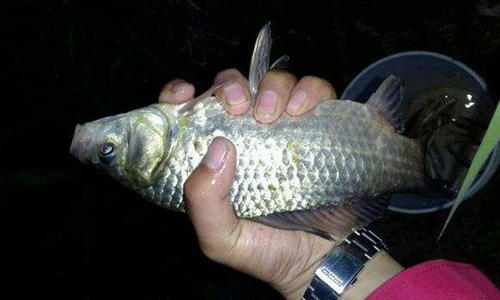 夜光漂真的不灵敏吗,夜光漂灵敏度差钓不到鱼