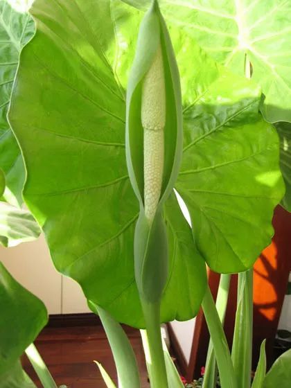 100种常见观叶植物图鉴史上最全,农村常见的100种植物