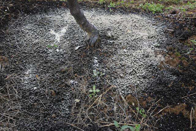 阳台葡萄种植技术书,阳台巨峰葡萄种植注意事项