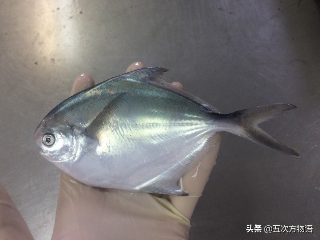 青岛深海白鲳鱼,青岛新鲜鲳鱼