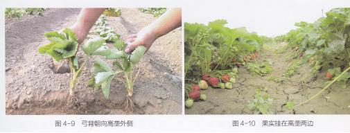 什么品种的草莓产量多又好吃又甜,什么草莓品种丰产又好吃